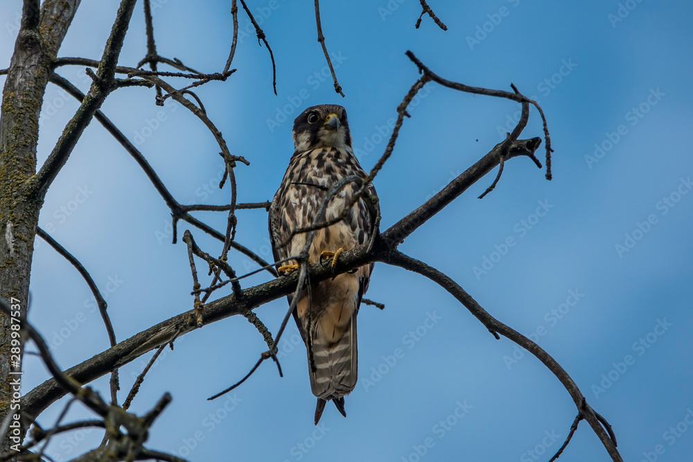 Obraz premium Лето