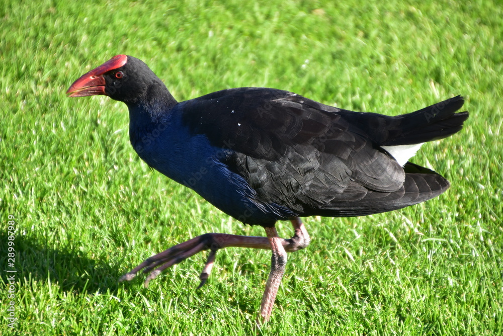 Pukeko in Rotorua, North Island, New Zealand Pukeko in Rotorua, North Island, New Zealand
