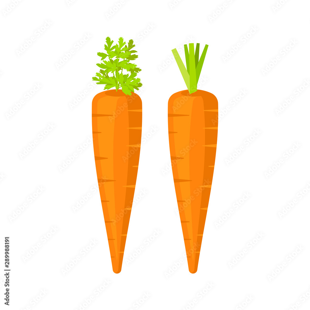 Carrot isolated on white background. Vector illustration. Carrot isolated on white background. Vector illustration.