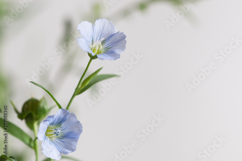 Flax (Linum usitatissimum) flowers