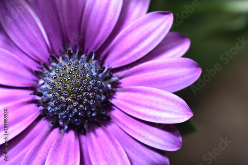 Beautiful and bright Osteospermum flower of violet color  very close-up  macro. Dimorphotheca daisy
