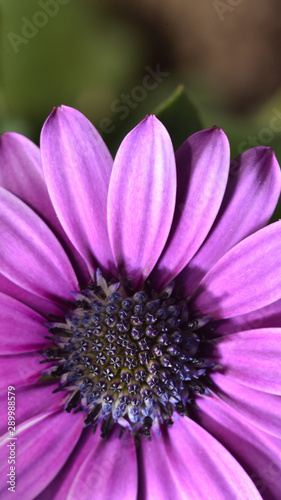 Wallpaper Mural Beautiful and bright Osteospermum flower of violet color, very close-up, macro. Dimorphotheca daisy Torontodigital.ca