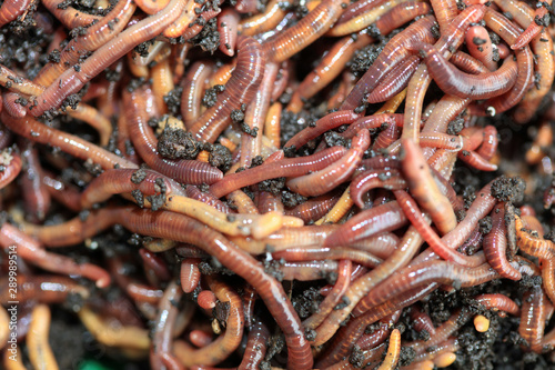Kompostwürmer (Dendobrena Veneta)