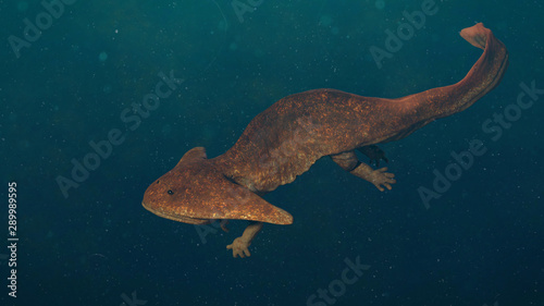 Diplocaulus, extinct amphibian from the Late Carboniferous to Permian period photo