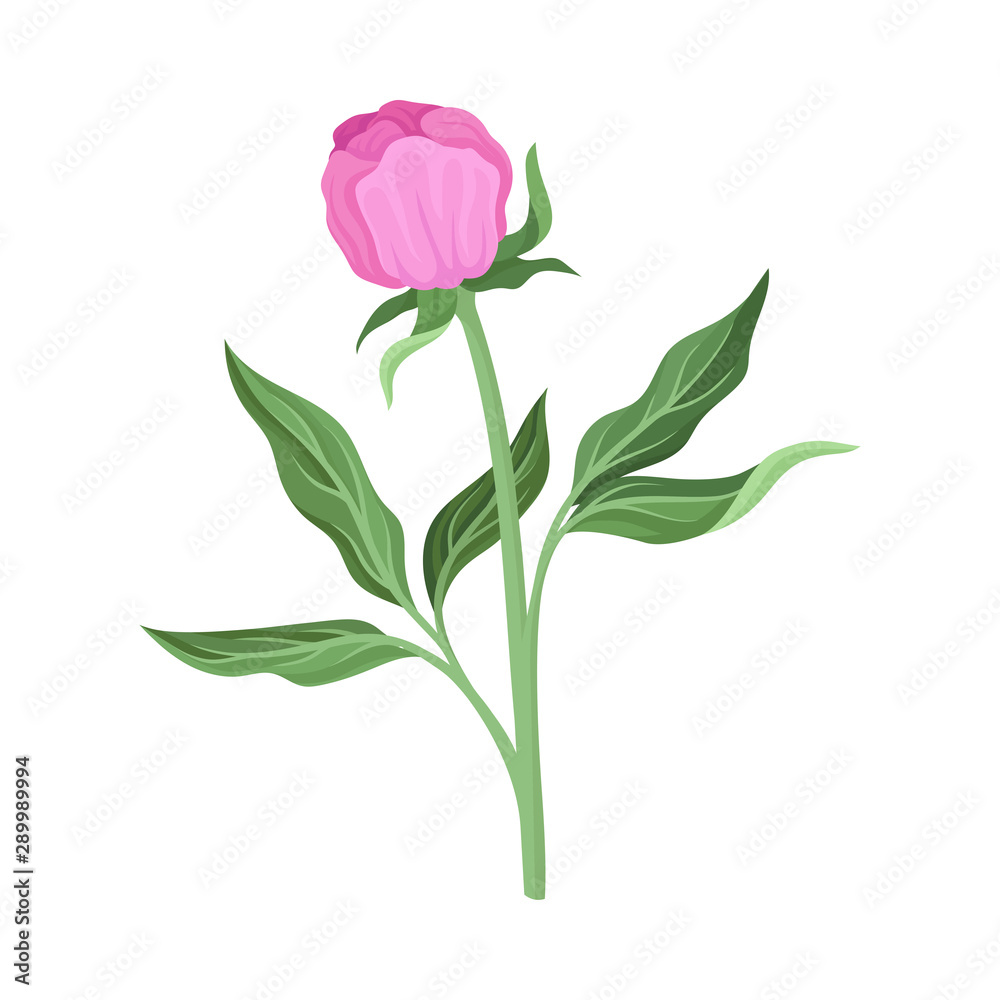 Fototapeta premium Pink peony bud on the stem. Vector illustration on a white background.