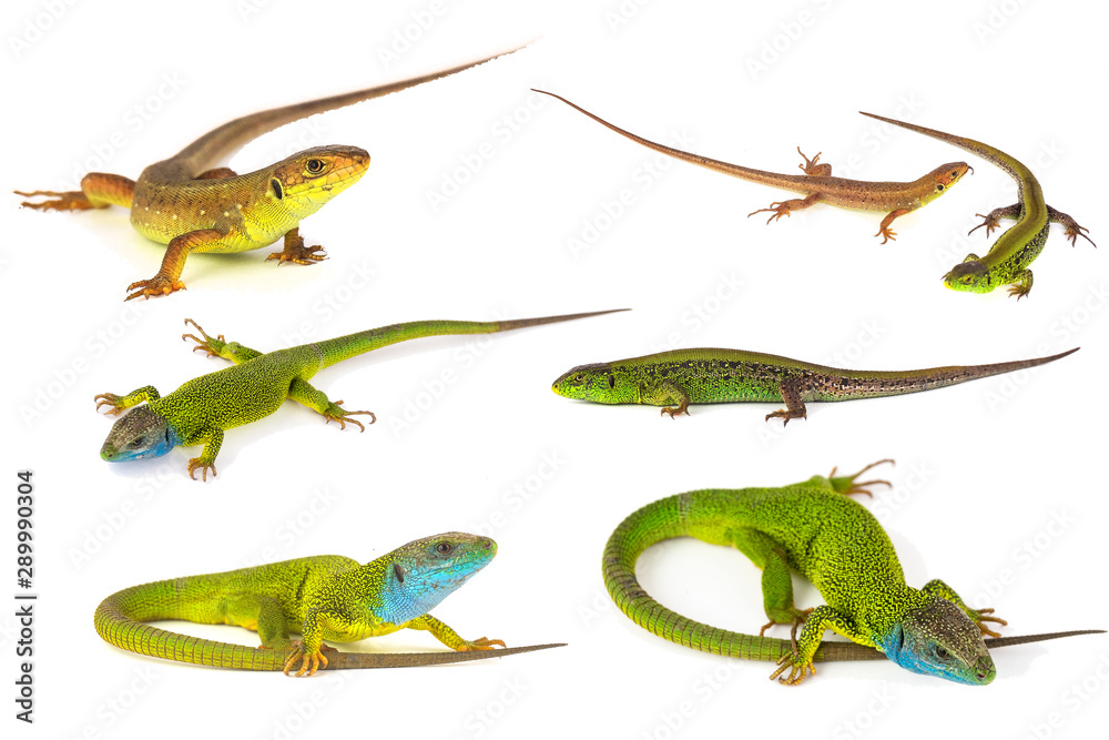 Naklejka premium Green lizard set collection isolated on white background