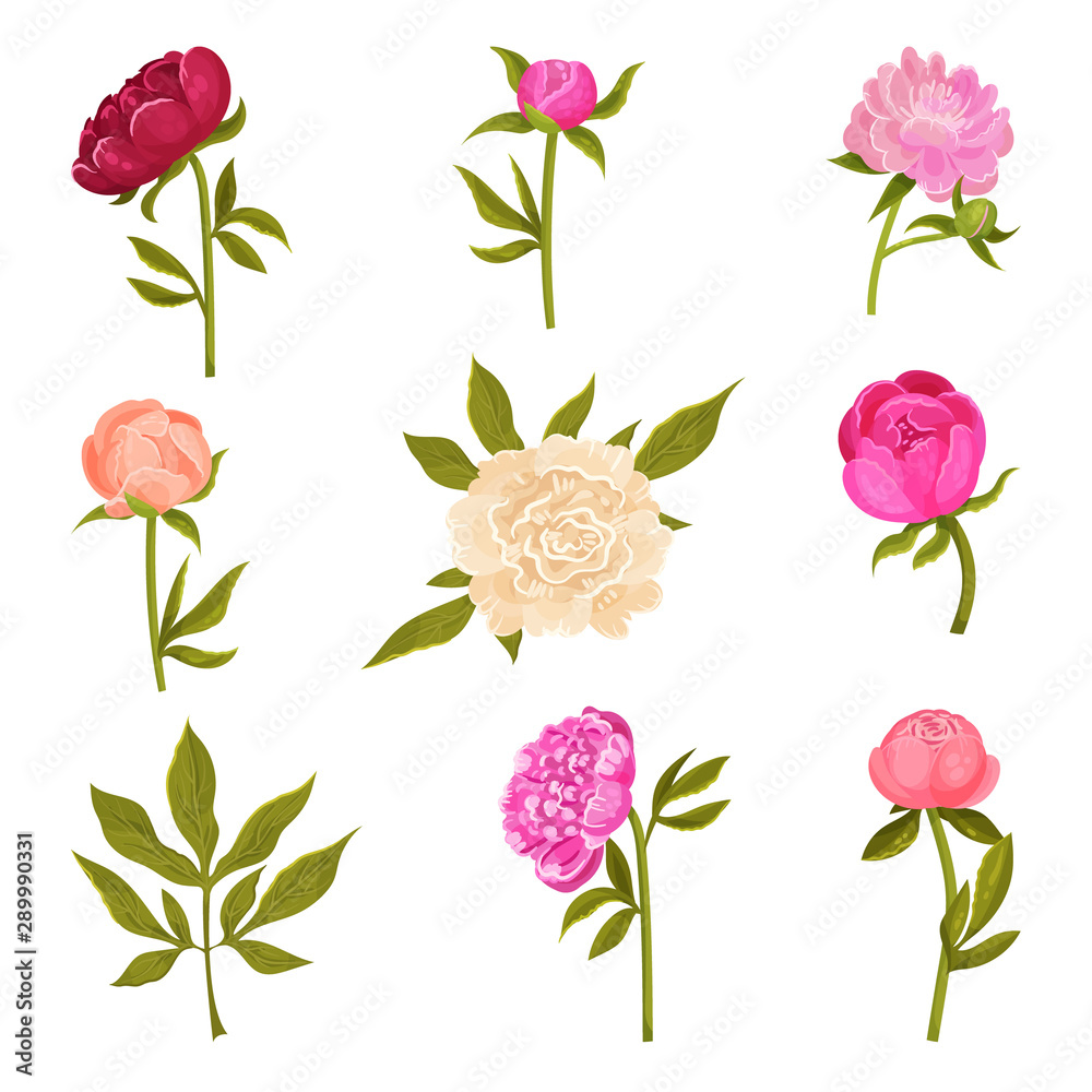 Set of flowers peonies in different shades. Vector illustration on a white background.