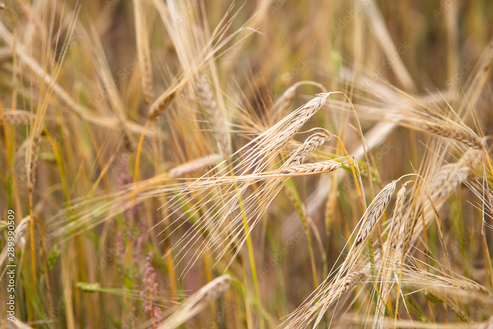 Young wheat grows on the field. Young wheat grows on the field.
