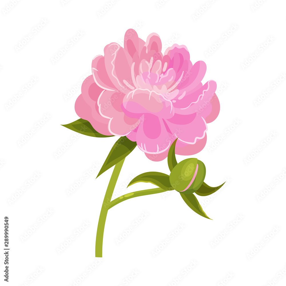 Lush peony next to a closed bud. Vector illustration on a white background.