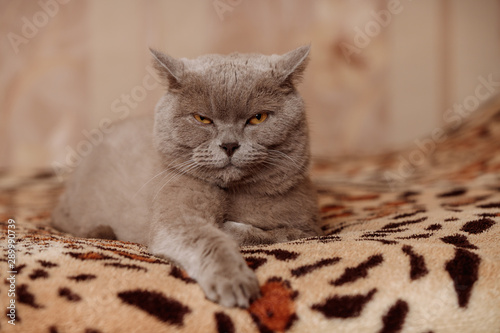 The gray British cat frowned and looked contemptuously at the camera. photo