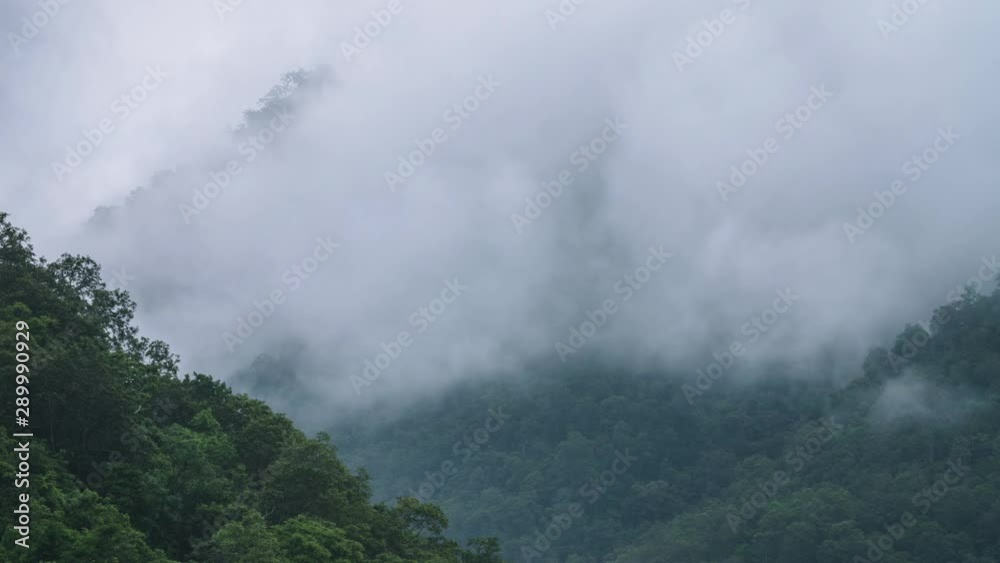 Cloud Forest Timelapse - Lush Green Jungle Mountain Landscape Cloud Forest Timelapse - Lush Green Jungle Mountain Landscape