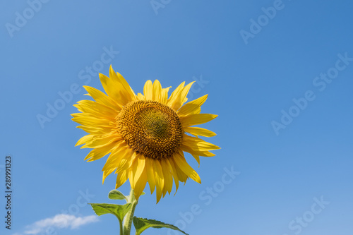 Beautiful sunflowers in the field natural background  Sunflower blooming.