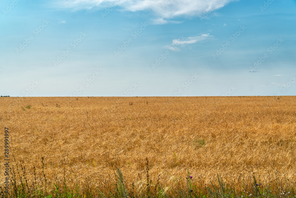 Field with ripe wheat or rye against the cloudy sky Field with ripe wheat or rye against the cloudy sky