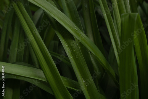 small droplets of water on the fresh green leaves of a flower bush after summer rain in the park.