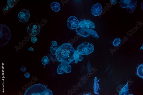 pretty jellyfish in close up