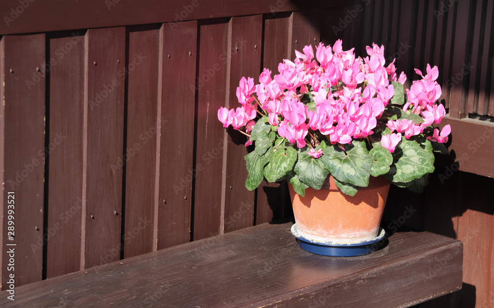 Flowering begonia in clay pot on wooden bench