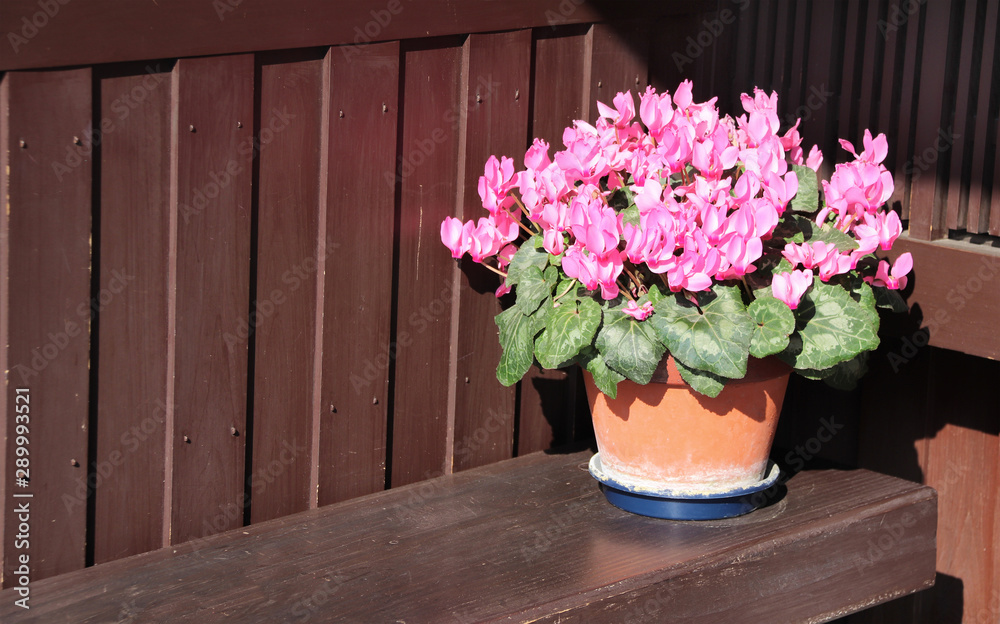 Flowering begonia in clay pot on wooden bench Flowering begonia in clay pot on wooden bench