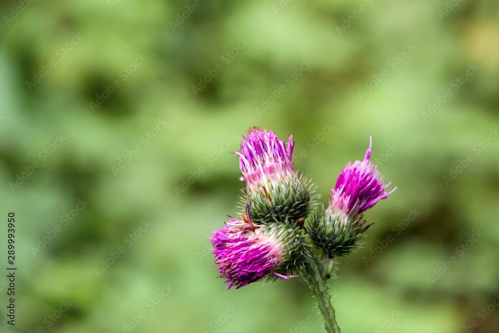 purple burdock buds on a background of green grass purple burdock buds on a background of green grass