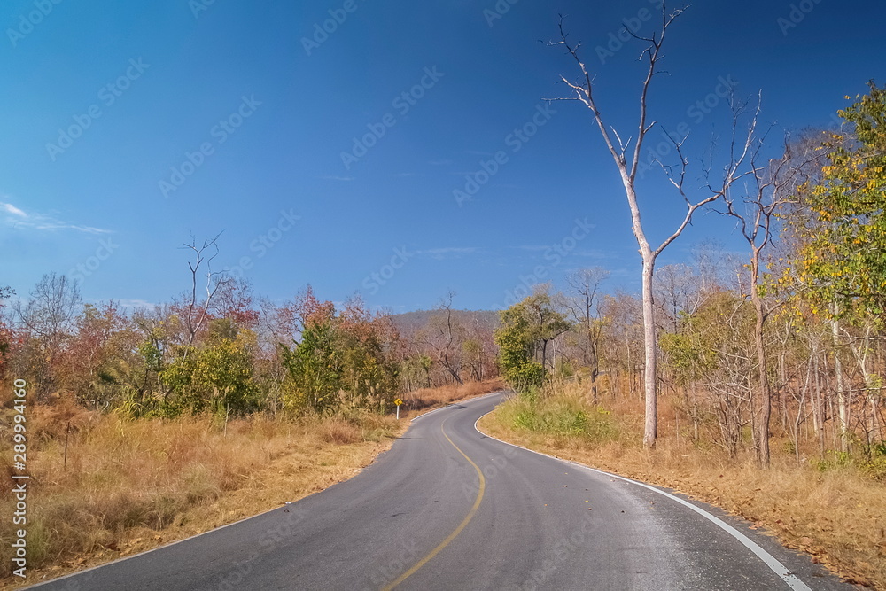 view of long road around with dry trees on side way and blue sky background, forest changing color in Amphur Kalayaniwattana, Chiang Mai, Thailand.