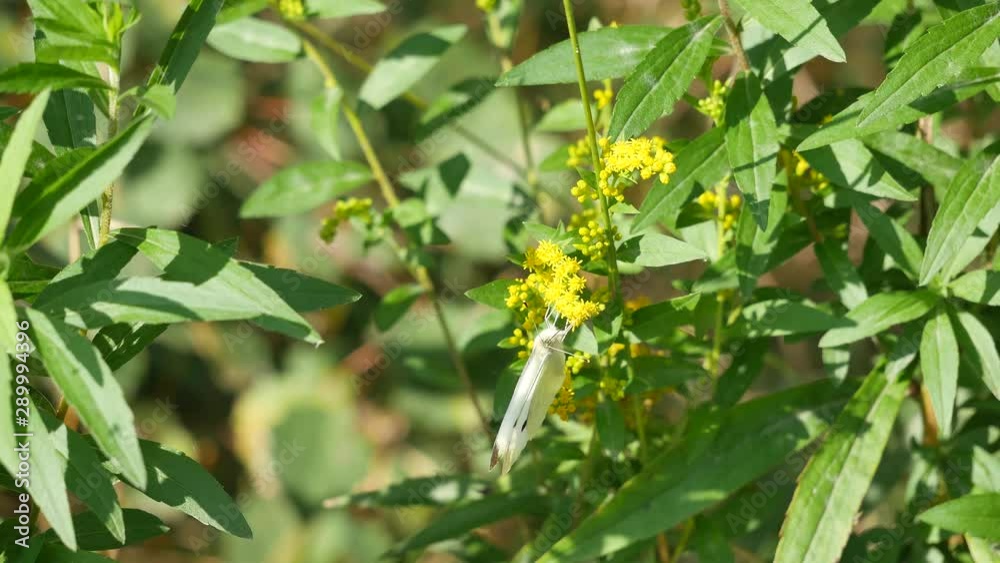 white butterfly on a yellow flower. white butterfly on a yellow flower.
