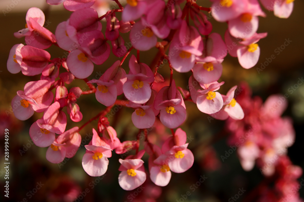 Close up of tiny pink begonia flowers in full boom during Spring time Close up of tiny pink begonia flowers in full boom during Spring time