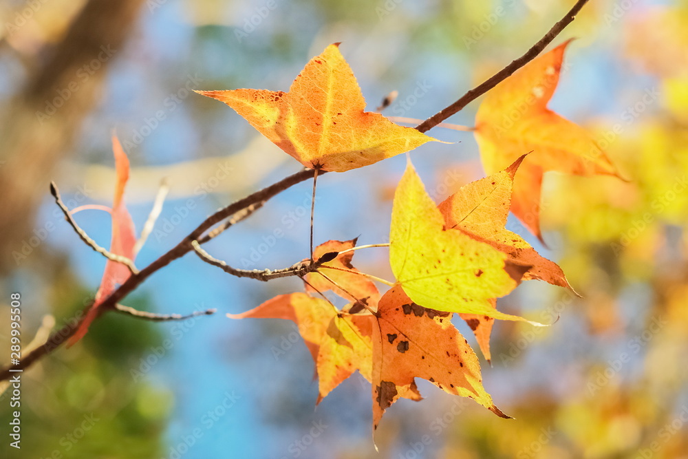 Soft focus colorful maple leaf blossom on branches with nature blurred background. Soft focus colorful maple leaf blossom on branches with nature blurred background.
