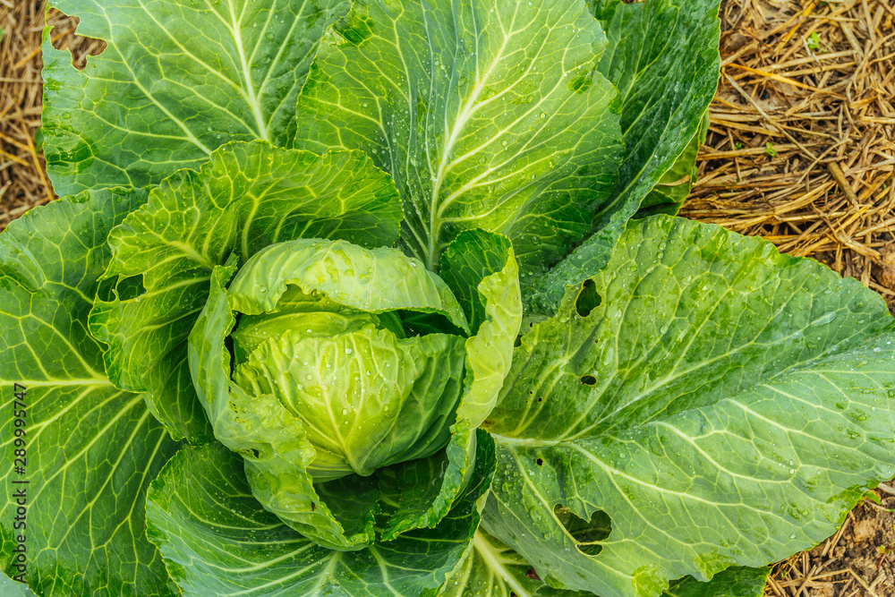 Green cabbage head in the garden