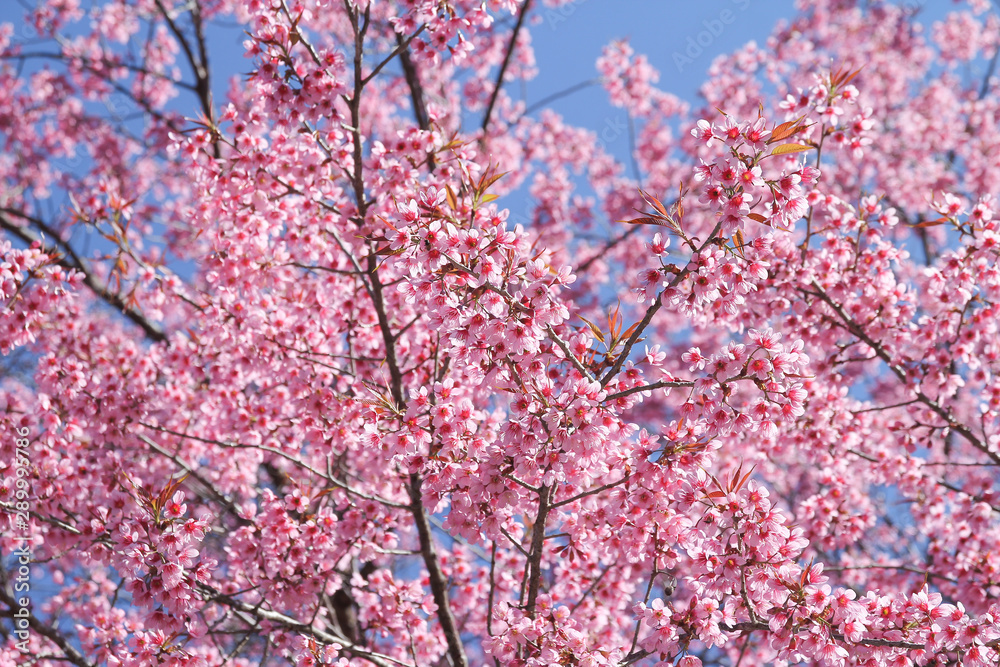 Wild Himalayan Cherry flowers or Sakura across blue sky can use as background Wild Himalayan Cherry flowers or Sakura across blue sky can use as background
