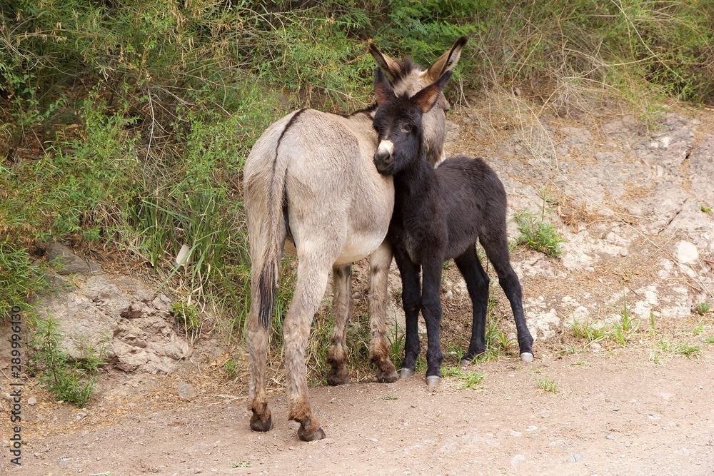 Donkeys along the path to Bralito Lagoon in Calchaqui Valley, Argentina