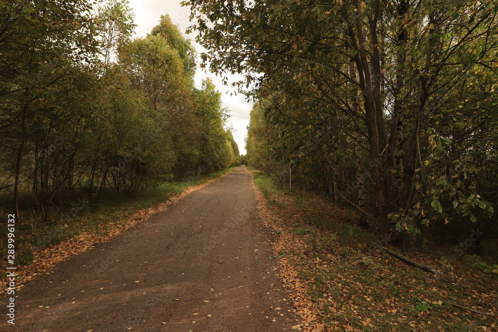 road in the woods