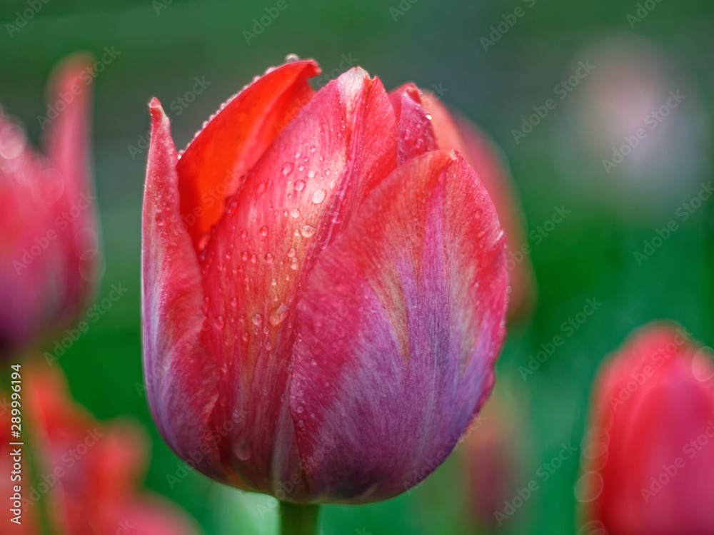 red tulips in the garden after rain, Russia. red tulips in the garden after rain, Russia.