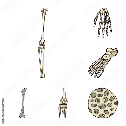 Isolated object of bone and skeleton icon. Set of bone and human vector icon for stock.