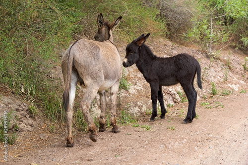 Donkeys along the path to Bralito Lagoon in Calchaqui Valley  Argentina