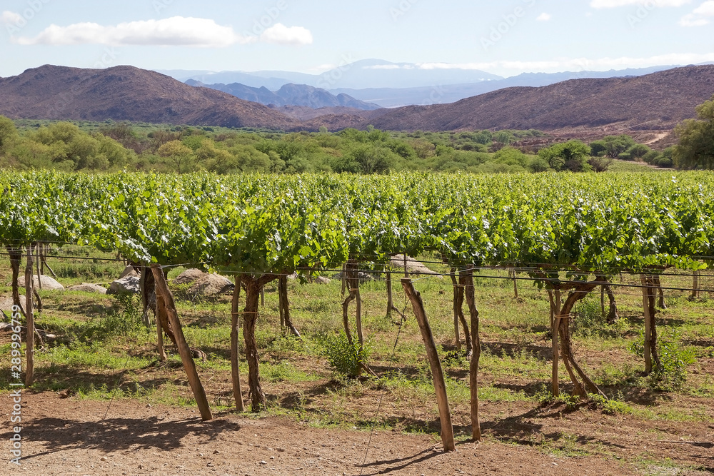 Vineyard in Cafayate along the Argentina Wine Route, Argentina Vineyard in Cafayate along the Argentina Wine Route, Argentina
