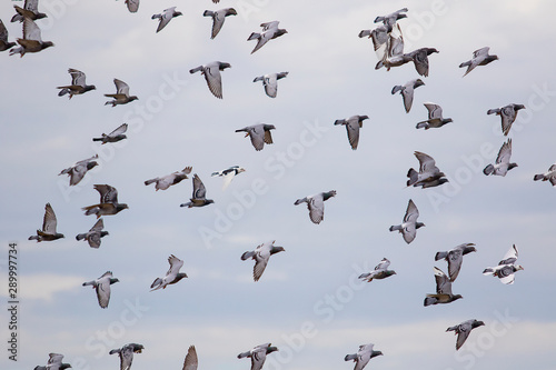 flock of homing pigeon flying against cloud blue sky