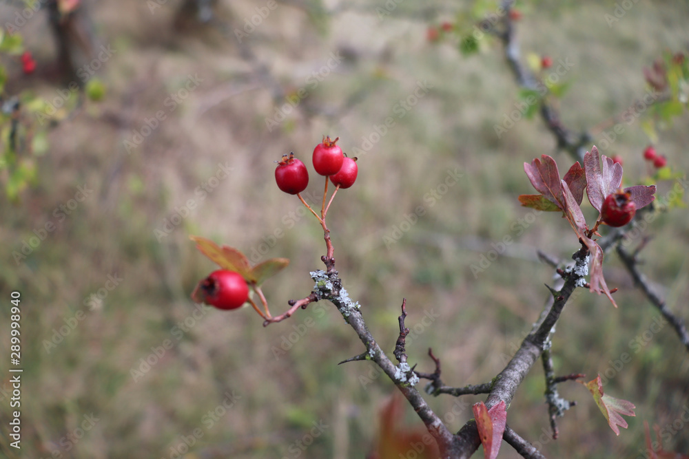 Bright red berries and green leaves on a branch of hawthorn in autumn.Healthy. Bright red berries and green leaves on a branch of hawthorn in autumn.Healthy.