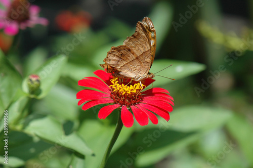 Beautiful tropical butterfly at Kemenuh Butterfly park, Ubud, Bali. photo