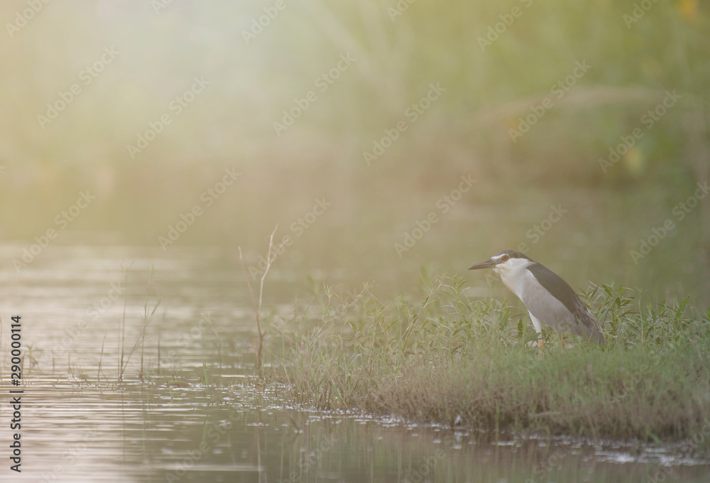 Black Crowned night Heron Black Crowned night Heron