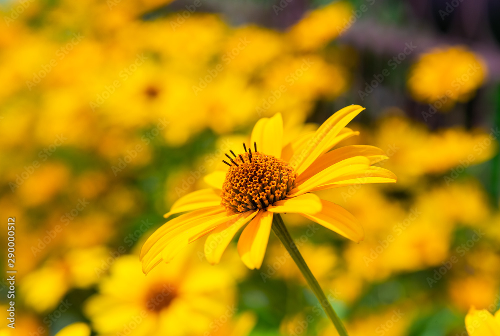 Obraz premium Garden flowers in sunny day on dacha