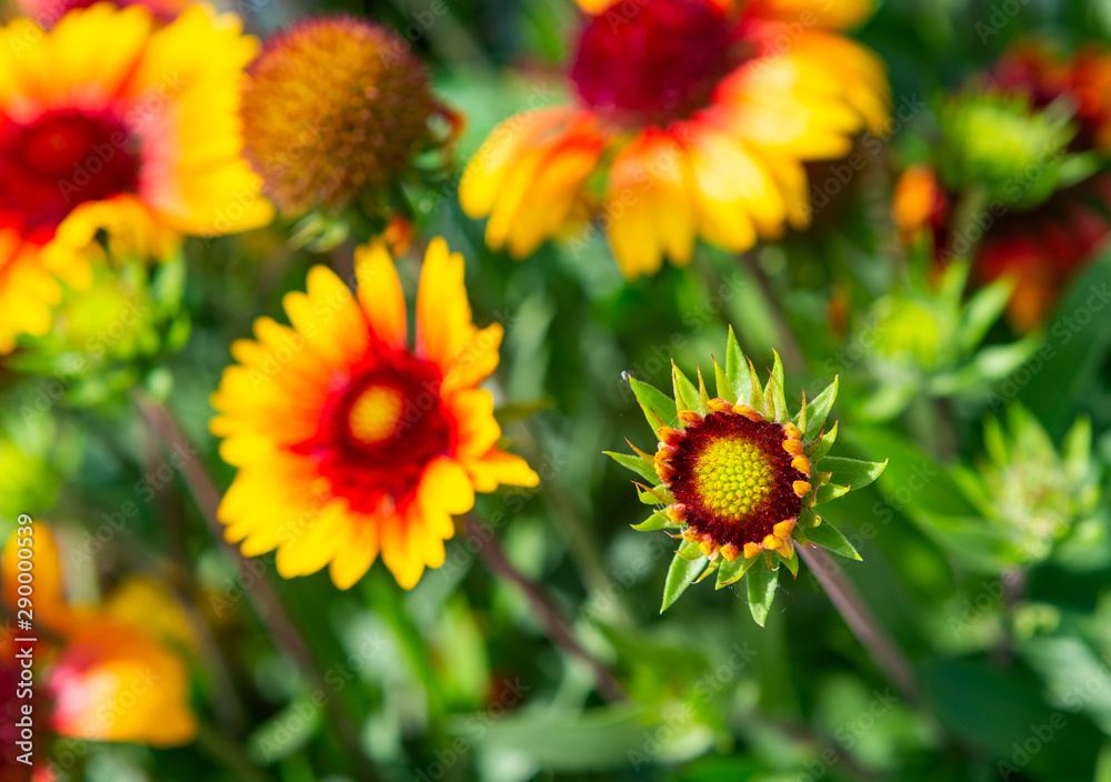 Garden flowers in sunny day on dacha Garden flowers in sunny day on dacha