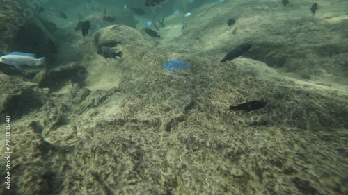 Following solorful fishes in lake malawi photo