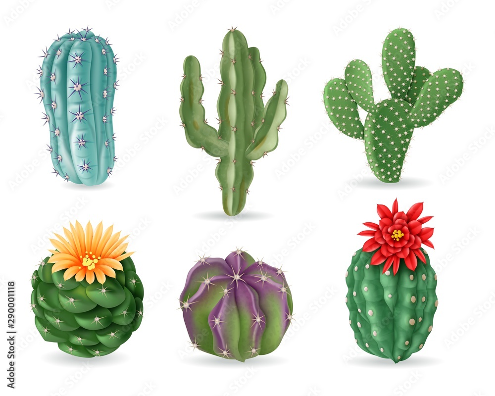 Realistic cactuses. Decorative desert exotic cactus prickly plants. Wild  and houseplant succulent cacti. 3d isolated vector set. Home interior cactus,  green cacti with prickly illustration Stock Vector | Adobe Stock