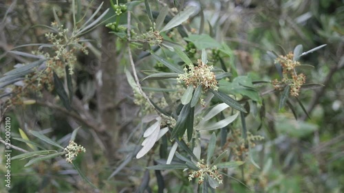 beautiful flowers on olive tree