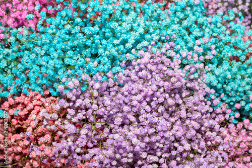 Multicolored small beautiful decorative flowers. Floral background.