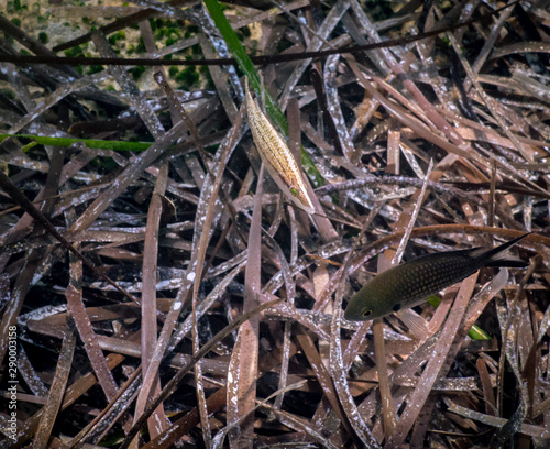 green eye photo