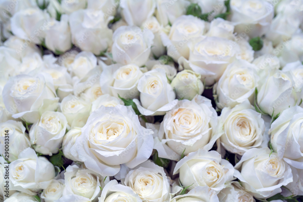 Beautiful white roses background. Floral abstract background for wedding and engagement.