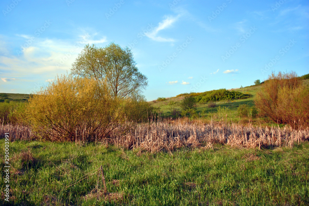 Fototapeta premium Landscape with green meadow and tree on it, yellow reeds, blue cloudy sky on horizon, sunny day