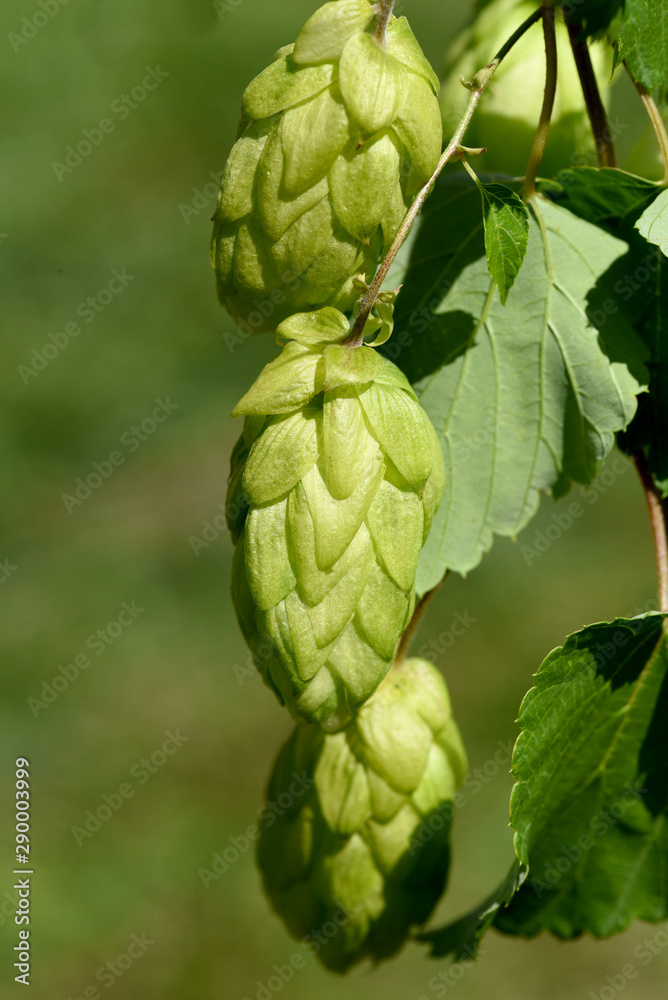 Hopfen, Humulus lupulus Hopfen, Humulus lupulus
