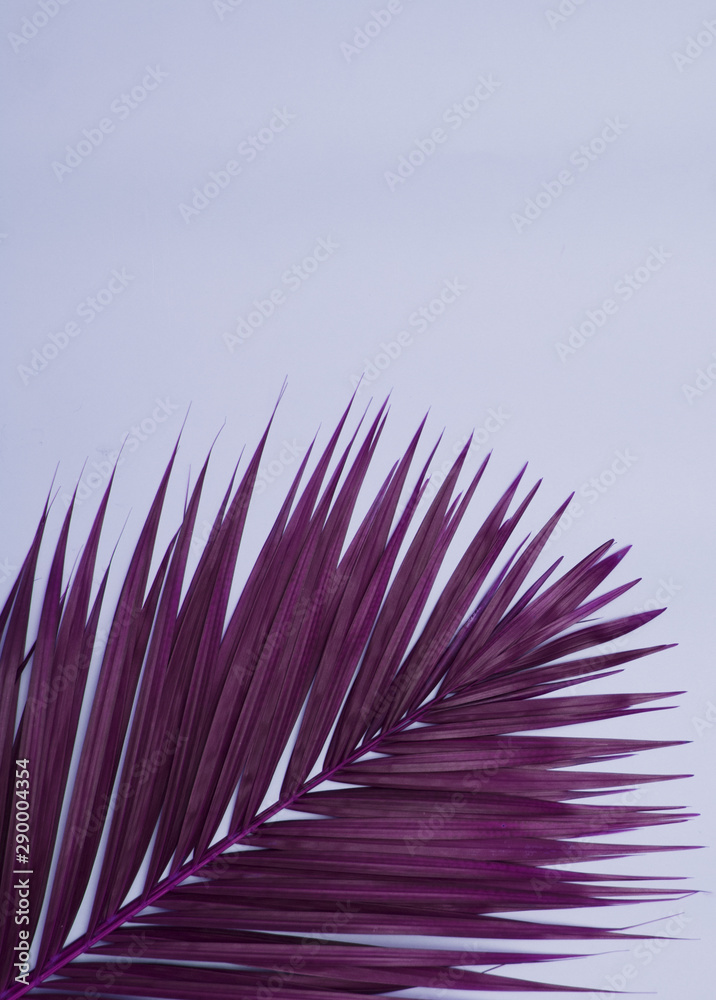 Obraz premium Palm tree leaf on pink background.