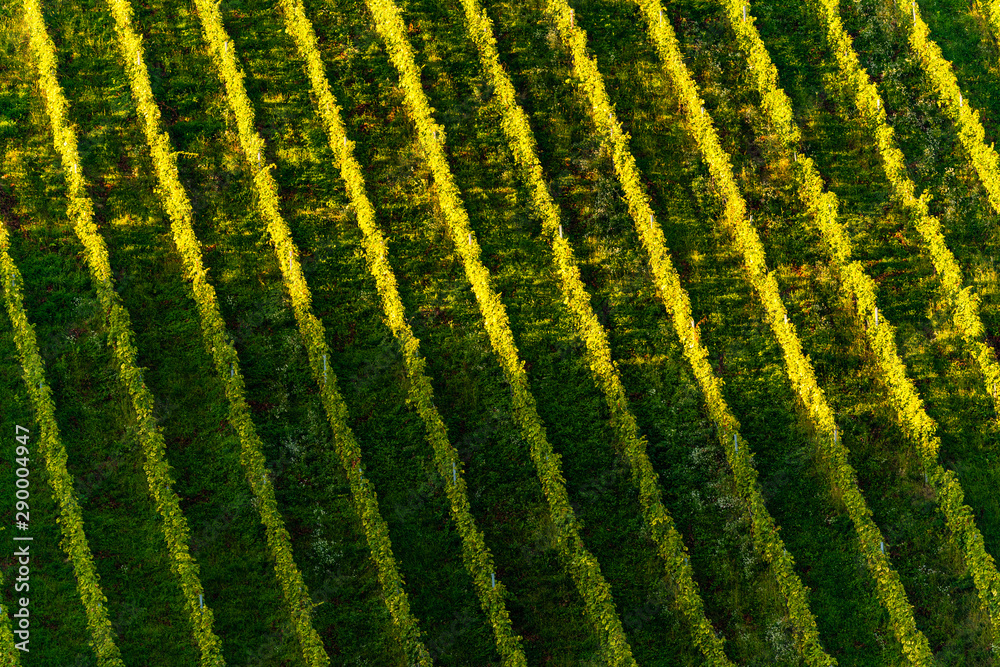 Rows Of Vineyard Grape Vines. Autumn Landscape. Austria south Styria . Abstract Background Of Autumn Vineyards Rows.